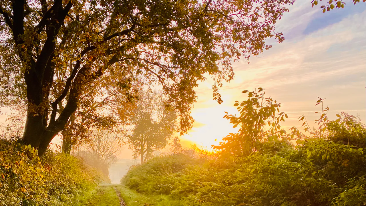 Un camino iluminado por el sol entre los arboles al amanecer